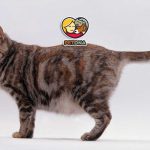 غذای گربه باردار و شیرده