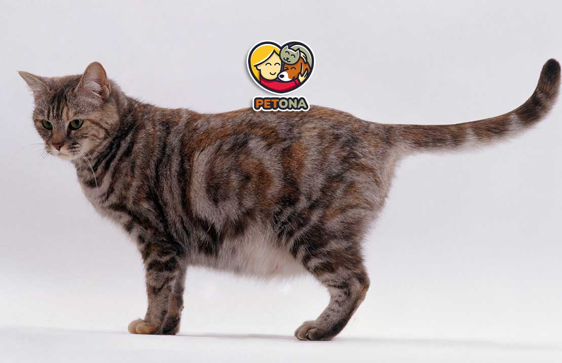 غذای گربه باردار و شیرده