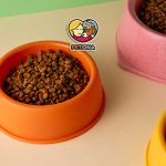 بهترین ظرف غذای گربه خانگی کدام است؟