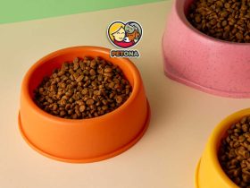 بهترین ظرف غذای گربه خانگی کدام است؟