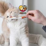 آموزش کامل مسواک زدن دندان گربه