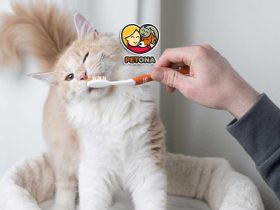 آموزش کامل مسواک زدن دندان گربه