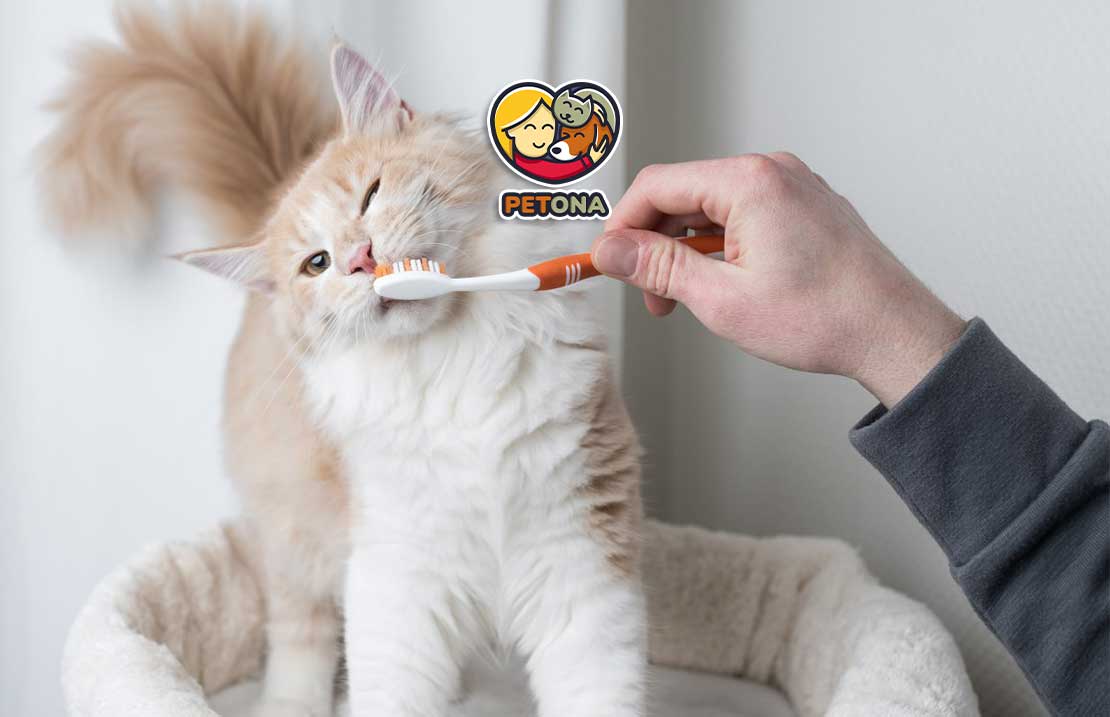 آموزش کامل مسواک زدن دندان گربه