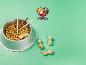 غذای سگ و گربه رویال کنین چیست؟ بررسی کیفیت، تنوع و محبوبترین محصولات