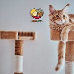 بهترین اسکرچر گربه کدام است؟