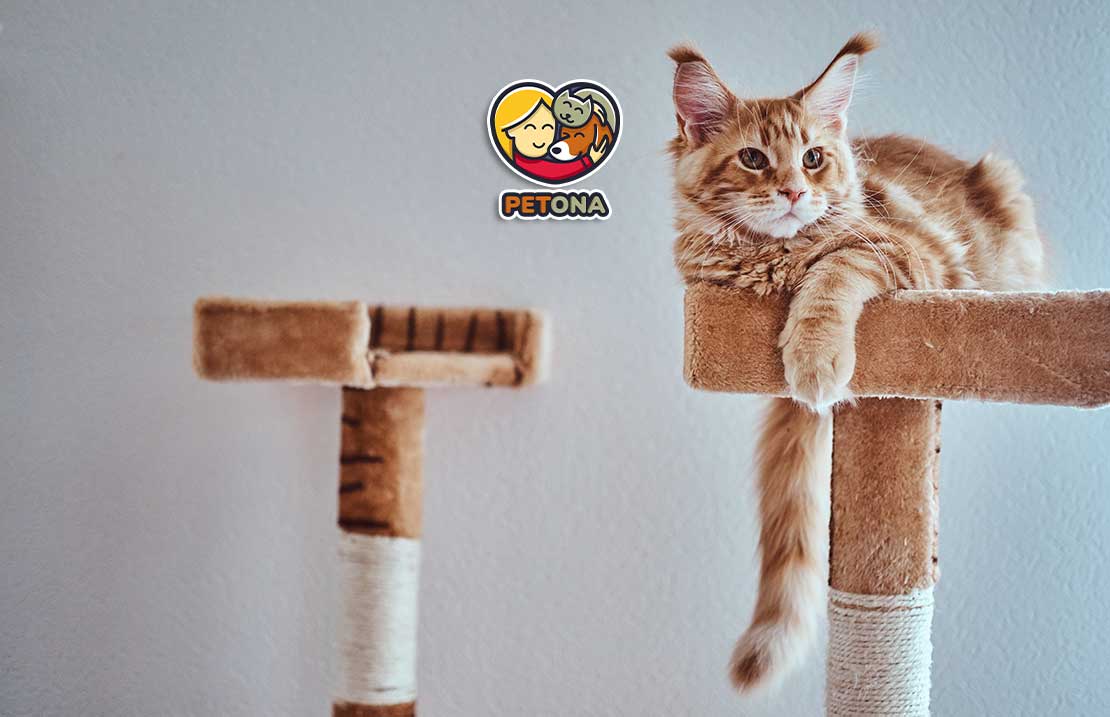 بهترین اسکرچر گربه کدام است؟