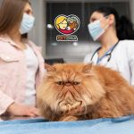 آیا غذای رویال کنین برای درمان بیماری کلیوی گربه موثر است؟