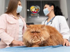 آیا غذای رویال کنین برای درمان بیماری کلیوی گربه موثر است؟