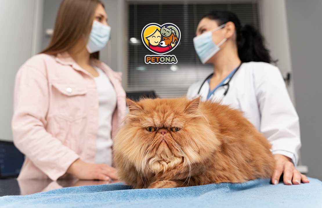 آیا غذای رویال کنین برای درمان بیماری کلیوی گربه موثر است؟