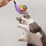 چگونه به گربه خود دست دادن (های فایو) آموزش دهیم؟