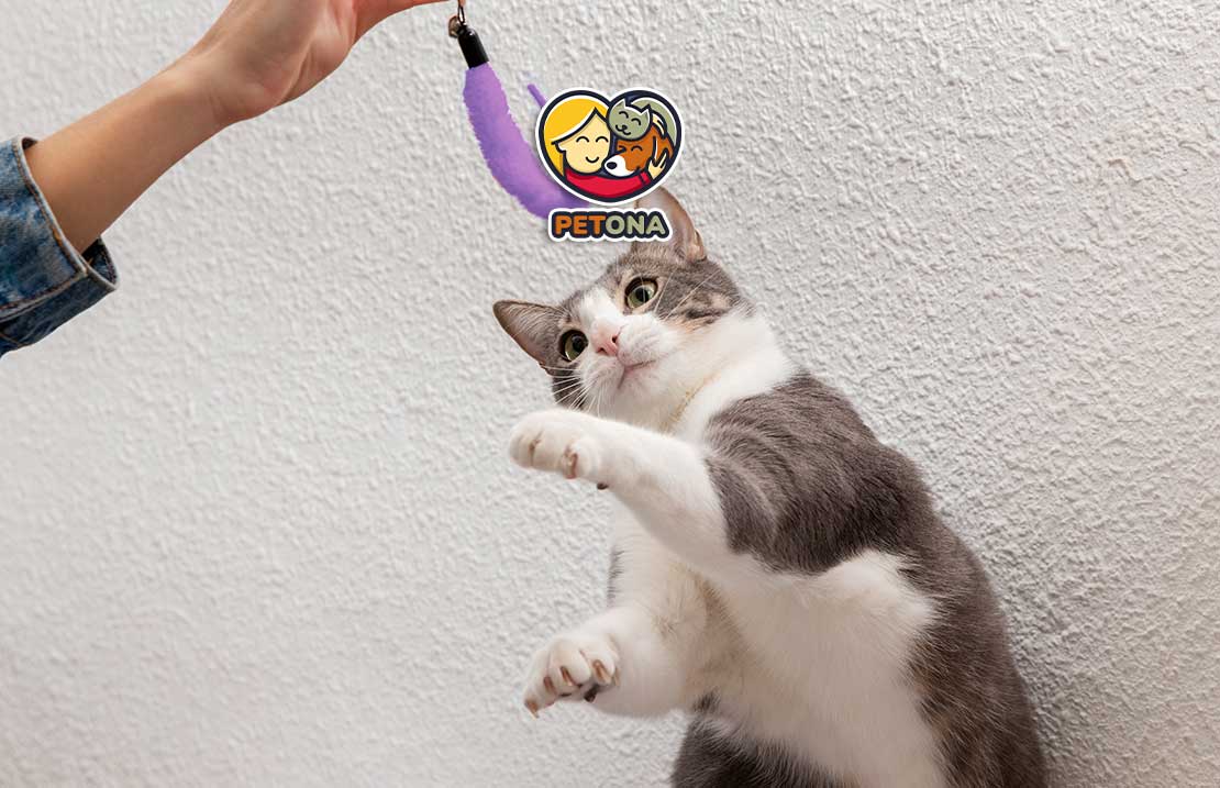 چگونه به گربه خود دست دادن (های فایو) آموزش دهیم؟