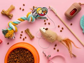 لیست جامع ۱۱ وسیله لازم قبل از آوردن گربه به خانه