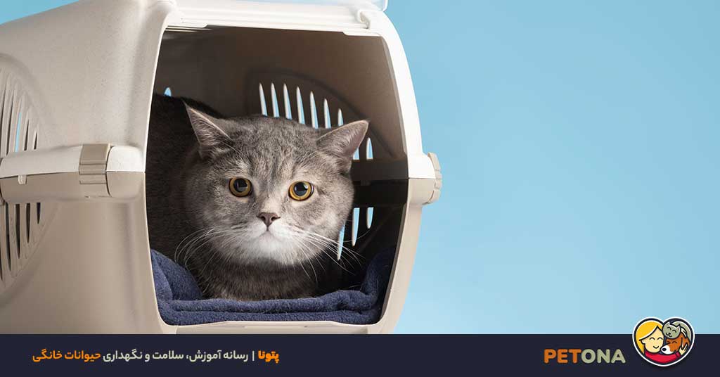 علائم بیماری‌های رایج در حیوانات خانگی