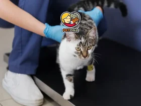 فواید عقیم سازی گربه