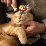 بهداشت و سلامت گربه