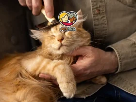 بهداشت و سلامت گربه