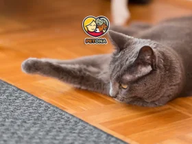 لنگیدن پای گربه