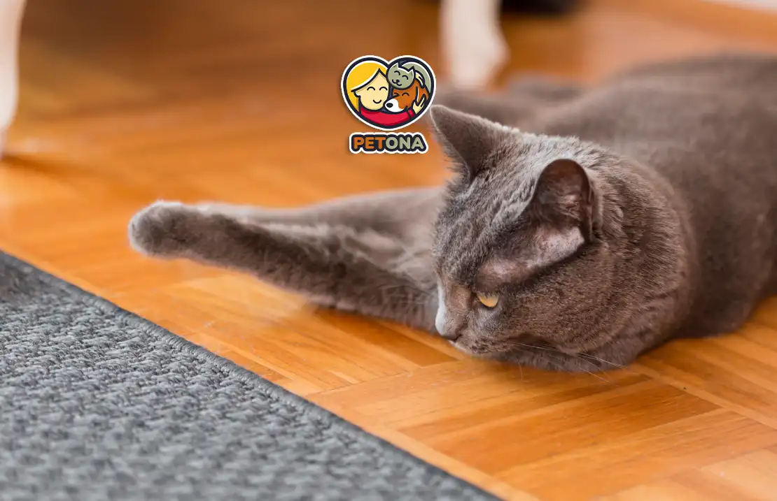 لنگیدن پای گربه