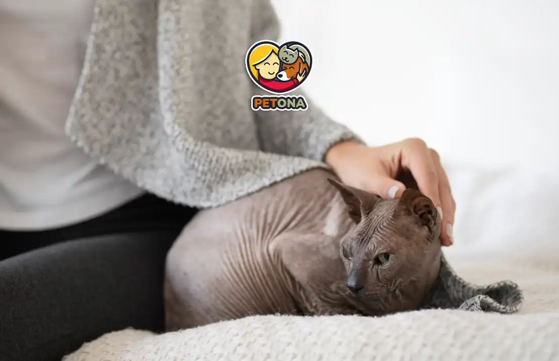 درمان استرس گربه