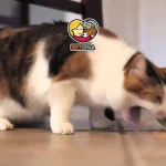 علت استفراغ گربه