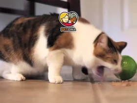 علت استفراغ گربه