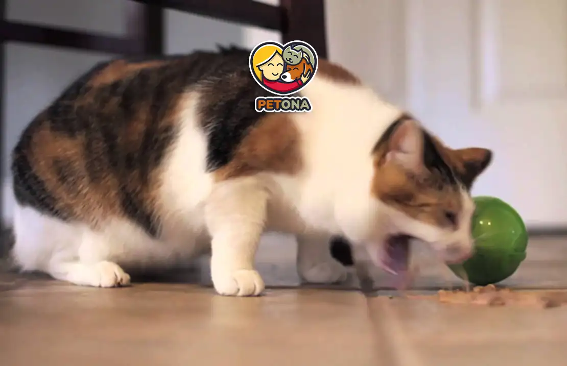 علت استفراغ گربه