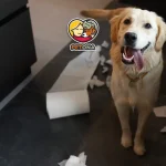 علت اسهال سگ