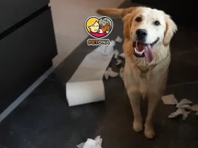 علت اسهال سگ