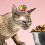 غذای پوچ گربه