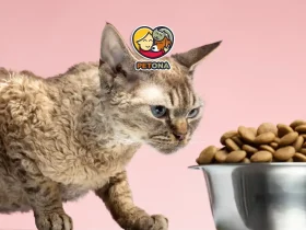 غذای پوچ گربه