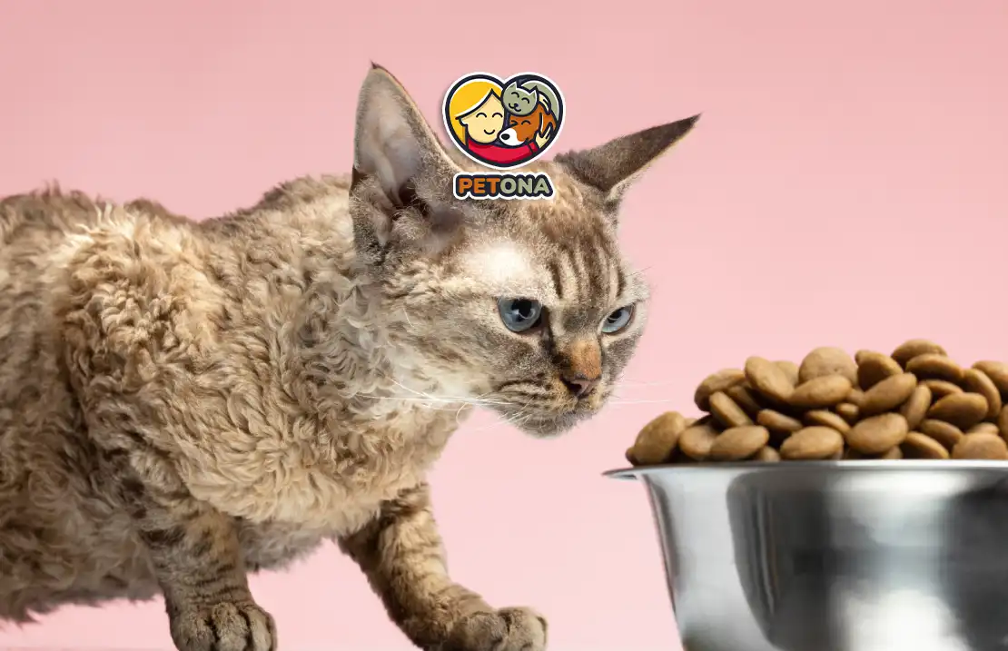 غذای پوچ گربه