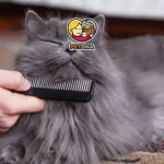 اصلاح موی گربه