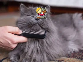 اصلاح موی گربه