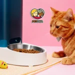 برنامه غذایی بچه گربه