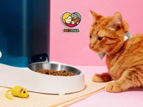 برنامه غذایی بچه گربه