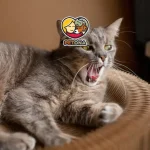 قهر کردن گربه‌ها