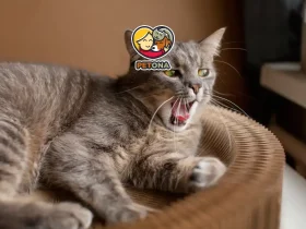 قهر کردن گربهها