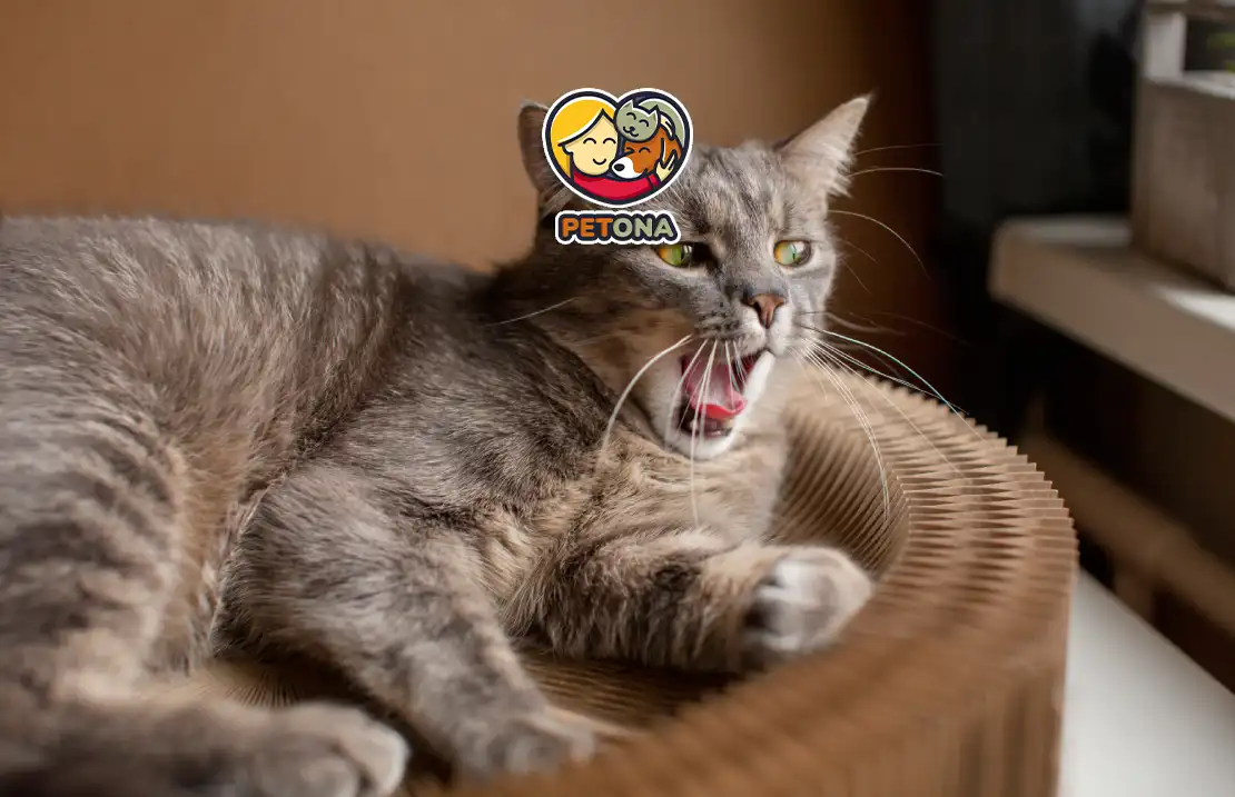 قهر کردن گربهها