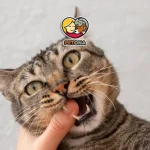 دلایل گاز گرفتن گربه