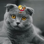 گربه اسکاتیش فولد