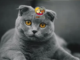 گربه اسکاتیش فولد