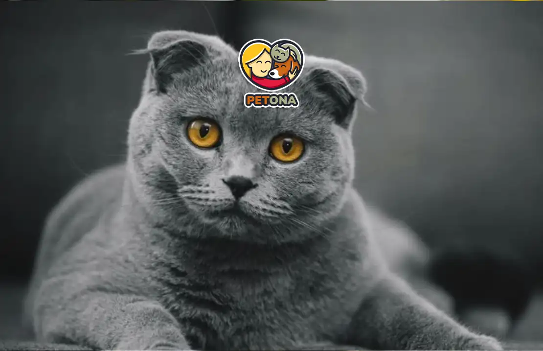 گربه اسکاتیش فولد