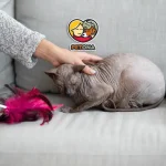 علائم پریود شدن گربه ماده