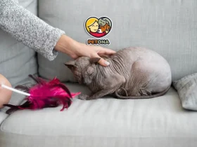 علائم پریود شدن گربه ماده