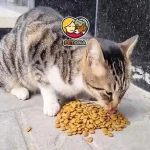 غذای مناسب گربه خیابانی