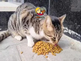 غذای مناسب گربه خیابانی