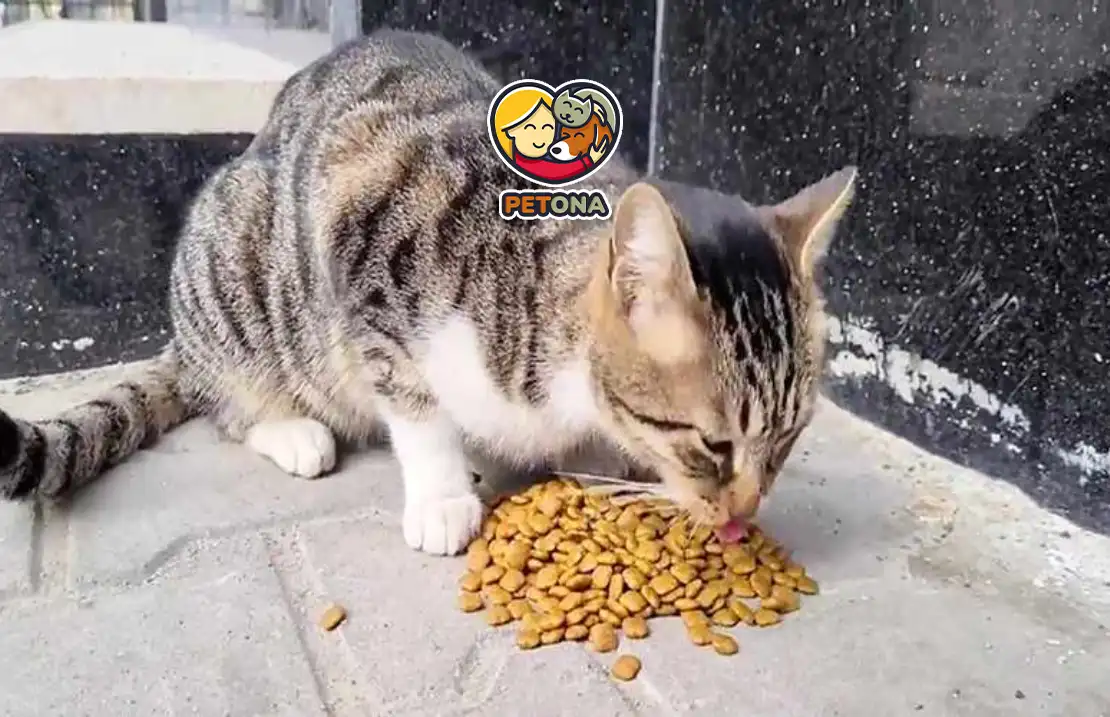 غذای مناسب گربه خیابانی