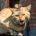 علائم هاری در گربه ها