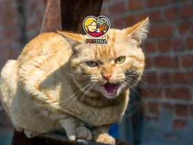 علائم هاری در گربه ها