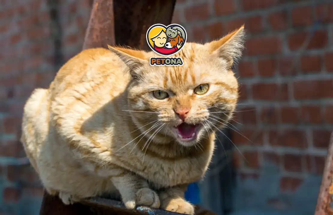 علائم هاری در گربه ها